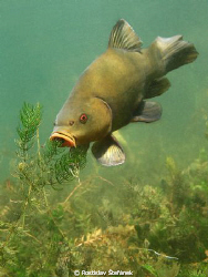 Tench by Rostislav Štefánek 
